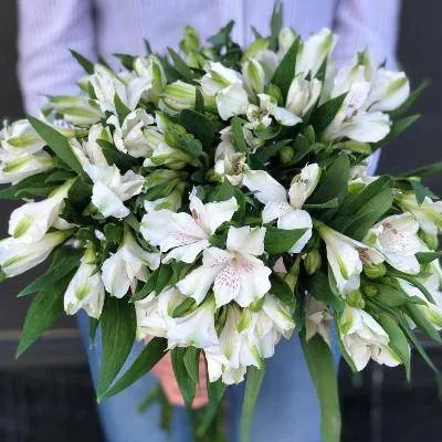 Альстромерия белая