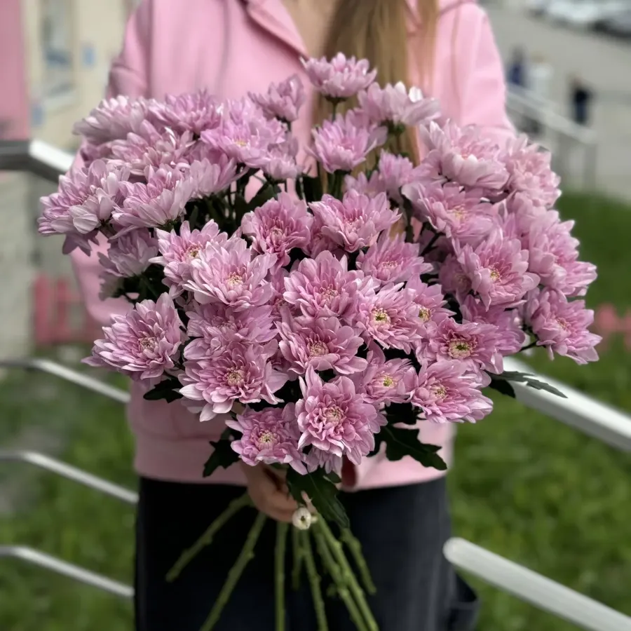 Хризантема кустовая розовая