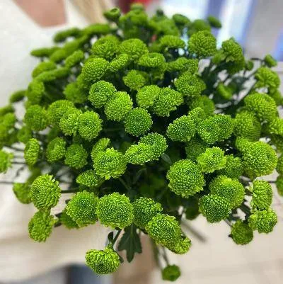 Хризантема кустовая зеленая
