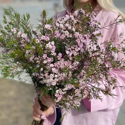 Ваксфловер розовый