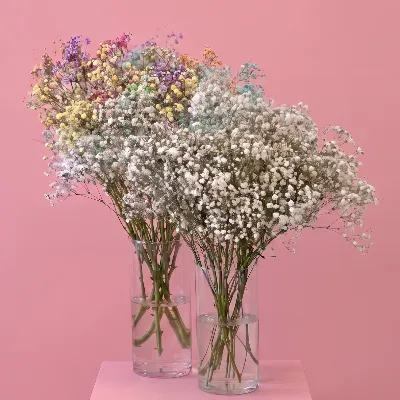 Гипсофила 11 шт