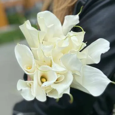 Калла белая