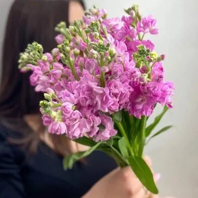 Матиолла розовая