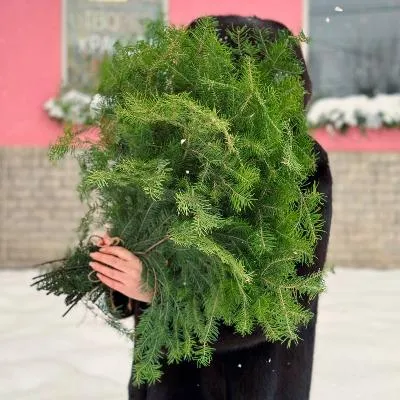 Банч ПИХТЫ