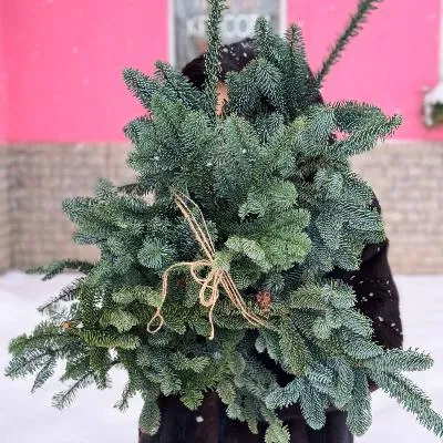 Банч НОБИЛИС (голубая ель)