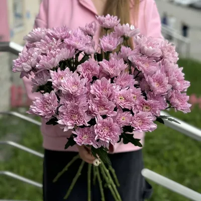 Хризантема кустовая розовая