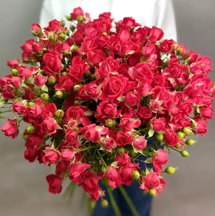 Роза кустовая красная