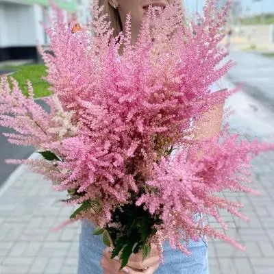 Астильба розовая