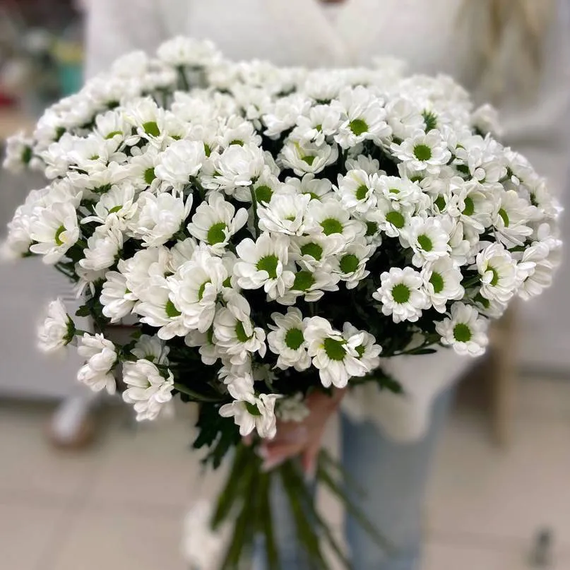 Хризантема кустовая сантини белая