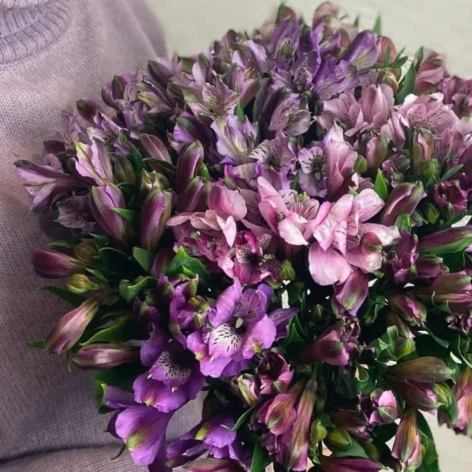 Альстромерия сиреневая