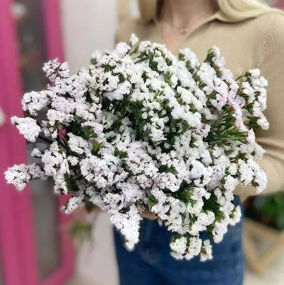 Статица белая