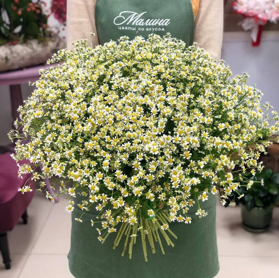 Матрикария (ромашка)