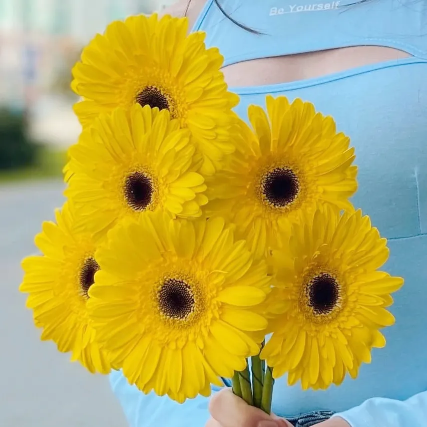 Гербера жёлтая