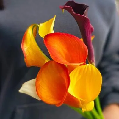 Калла микс